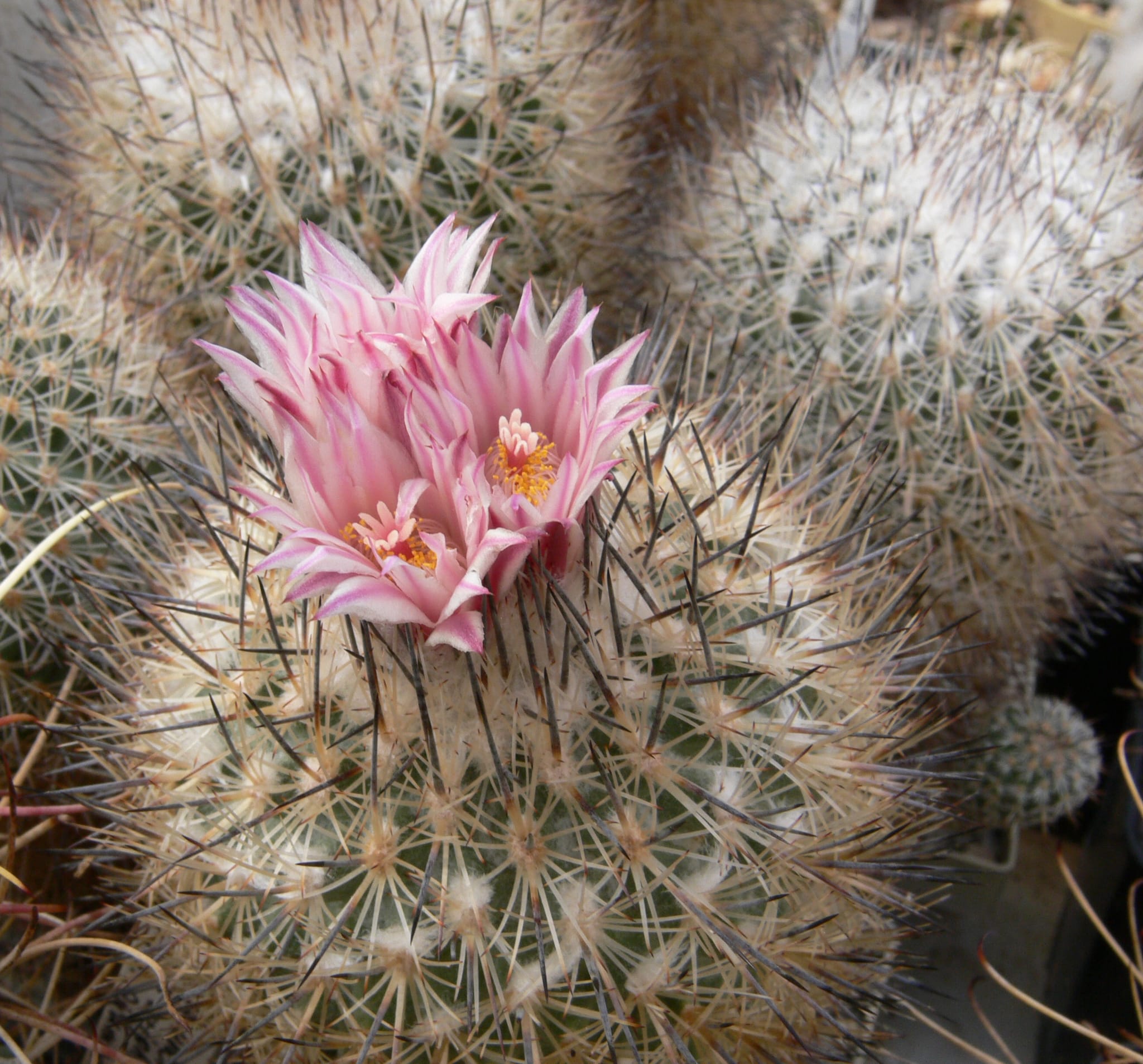 GYMNOCACTUS